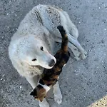 Farma La E Bella *